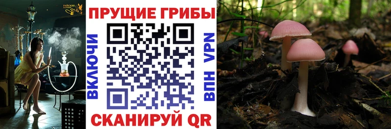 закладка  Шебекино  mega онион  Псилоцибиновые грибы Magic Shrooms 